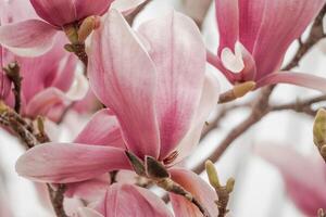 magnólia sulanjana flores com pétalas dentro a Primavera temporada. lindo Rosa magnólia flores dentro primavera, seletivo concentrando. foto