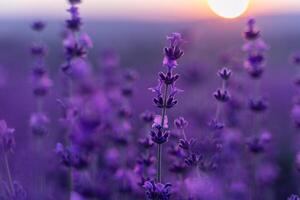 lavanda flor fundo. tolet lavanda campo sanset fechar acima. lavanda flores dentro pastel cores às borrão fundo. natureza fundo com lavanda dentro a campo. foto