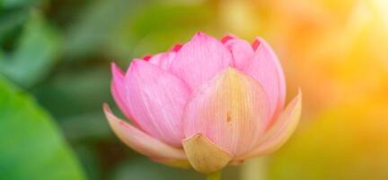 uma Rosa lótus flor balança dentro a vento. contra a fundo do seus verde folhas. lótus campo em a lago dentro natural ambiente. foto