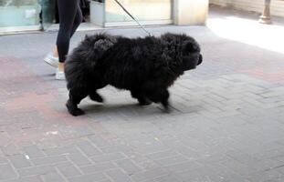 uma cachorro em uma andar dentro uma cidade parque em a margens do a Mediterrâneo mar. foto