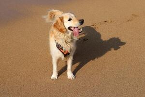 uma cachorro em uma andar dentro uma cidade parque em a margens do a Mediterrâneo mar. foto