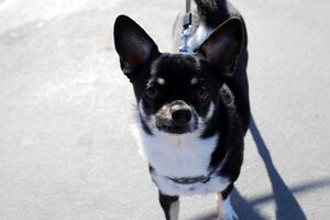 uma cachorro em uma andar dentro uma cidade parque em a margens do a Mediterrâneo mar. foto