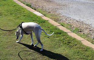 uma cachorro em uma andar dentro uma cidade parque em a margens do a Mediterrâneo mar. foto