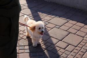 uma cachorro em uma andar dentro uma cidade parque em a margens do a Mediterrâneo mar. foto