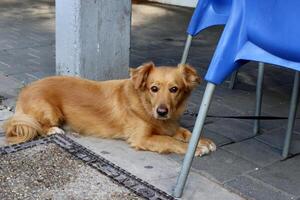 uma cachorro em uma andar dentro uma cidade parque em a margens do a Mediterrâneo mar. foto