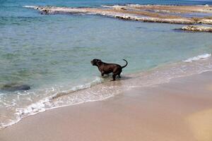 uma cachorro em uma andar dentro uma cidade parque em a margens do a Mediterrâneo mar. foto