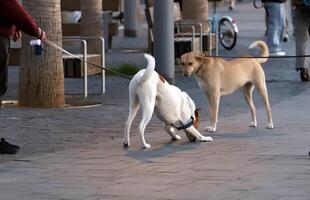 uma cachorro em uma andar dentro uma cidade parque em a margens do a Mediterrâneo mar. foto