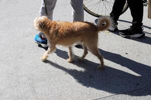 uma cachorro em uma andar dentro uma cidade parque em a margens do a Mediterrâneo mar. foto