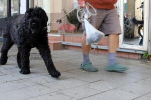 uma cachorro em uma andar dentro uma cidade parque em a margens do a Mediterrâneo mar. foto