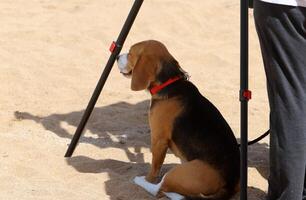 uma cachorro em uma andar dentro uma cidade parque em a margens do a Mediterrâneo mar. foto