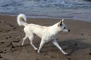 uma cachorro em uma andar dentro uma cidade parque em a margens do a Mediterrâneo mar. foto