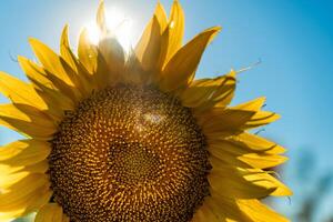 metade do uma girassol flor contra uma azul céu. a Sol brilha através a amarelo pétalas. agrícola cultivo do girassol para cozinhando óleo. foto