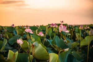 nascer do sol dentro a campo do lótus, Rosa lótus nelumbo nucifera balança dentro a vento. contra a fundo do seus verde folhas. lótus campo em a lago dentro natural ambiente. foto