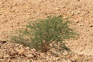 a judia deserto dentro a meio leste, localizado dentro Israel e a oeste banco. foto