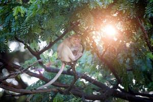 macaco em uma árvore com folhas verdes e a luz do sol da manhã. mundo da vida selvagem foto