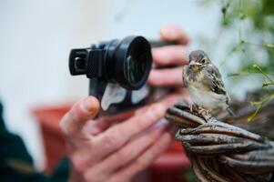 fechar-se mãos do fotógrafo levando foto do uma pequeno bebê pássaro em dele inteligente telefone com macro lente. pequeno pássaro dentro a ninho ser fotografado de uma homem dentro a natureza. animais e pássaros dentro selvagem vida