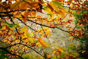 galho de folhas de outono foto