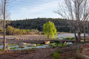 cênico panorama com uma solitário árvore com verde fresco folhas perto uma pequeno rio com uma ampla verde Colina dentro a fundo foto