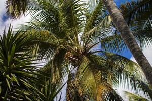 dominicano Palma árvore 5 foto
