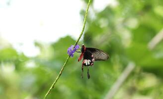 apilio Iswara, ótimo helen lindo Preto borboleta em vermelho flores com verde borrado fundo. foto