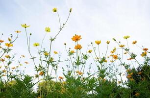 baixo ângulo Visão do cosmos flor em branco fundo foto