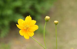 amarelo cosmos flor com verde folhas dentro fundo foto