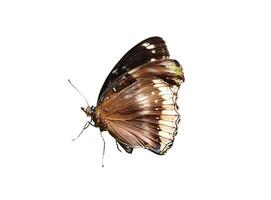 euploea testemunho ou comum Corvo borboleta isolado em branco fundo foto