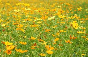 colorida amarelo laranja cosmos flores campo. foto