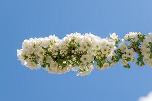 flor de cerejeira foto