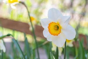 narcisos flores fechar-se foto