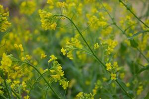 nabo flores, nabos estão amplamente usava para saudável comendo foto