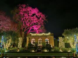 luzes com diferente cores projetado em árvores às noite dentro uma histórico jardim dentro san francisco Califórnia foto