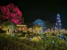 luzes com diferente cores projetado em árvores às noite dentro uma histórico jardim dentro san francisco Califórnia foto