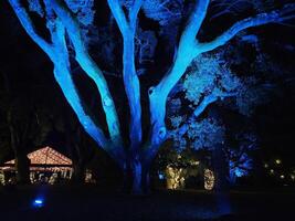 luzes com diferente cores projetado em árvores às noite dentro uma histórico jardim dentro san francisco Califórnia foto