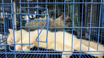 gato dentro uma cela às a adoção justo para animais resgatado a partir de a rua. foto