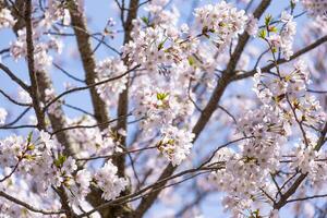 lindo grupo do Rosa japonês cereja flores flor ou sakura Bloomimg em a árvore ramo. pequeno fresco brotos e muitos pétalas camada romântico flora dentro botânica jardim. isolado em azul céu. foto
