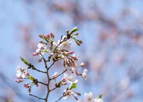 beleza ramalhete Rosa japonês cereja flores flor ou sakura Bloomimg em a árvore ramo. pequeno fresco brotos e muitos pétalas camada romântico flora dentro botânica jardim em azul céu. foto