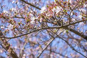 beleza suavidade ramalhete Rosa japonês cereja flores flor ou sakura Bloomimg em a árvore ramo. pequeno fresco brotos e muitos pétalas camada romântico flora dentro botânica jardim. azul céu fundo foto