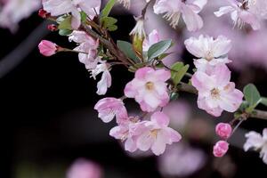 beleza Rosa japonês cereja flores flor ou sakura Bloomimg em a árvore ramo. pequeno fresco brotos e muitos pétalas camada romântico flora dentro botânica jardim Preto fundo. foto