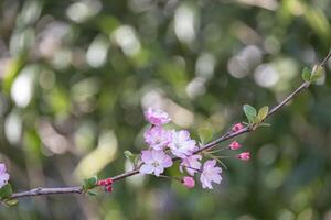 Rosa japonês cereja flores ramalhete flor ou sakura Bloomimg em a árvore ramo. pequeno fresco brotos e muitos pétalas camada romântico flora dentro botânica jardim. foto
