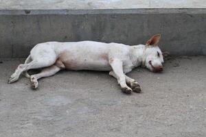 lepra cachorro dormindo em concreto ponte foto