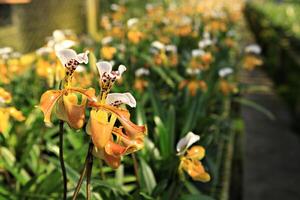 paphiopedilum vilosidade ou dama chinelo é amarelo orquídea e lindo flor dentro orquídea casa doi inthanon Chiang maio, Tailândia foto