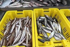 frutos do mar é vendido às uma bazar dentro Israel. foto