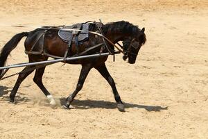 a cavalo é uma doméstico equid animal. foto