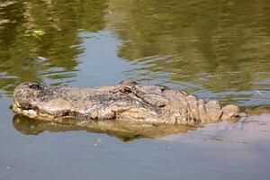 uma crocodilo vidas dentro uma berçário dentro norte Israel. foto