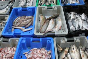 frutos do mar é vendido às uma bazar dentro Israel. foto