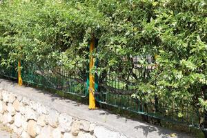 verde plantas e flores crescer ao longo uma cerca dentro uma cidade parque. foto