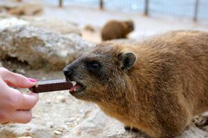 a hyrax mentiras em quente pedras aquecido de a Sol. foto