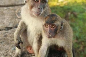 macacos da selva enquanto relaxam com seus filhos nos braços foto