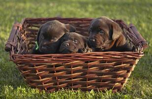 cachorrinhos na cesta foto